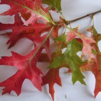 Chêne des marais d’Amérique, Chêne à épingles