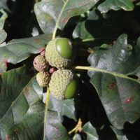 Chêne rouvre, Chêne sessile