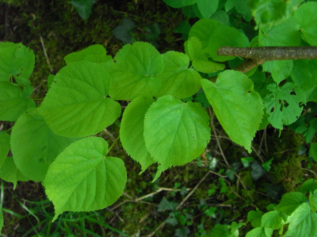 Tilleul à feuilles en cœur, Tilleul