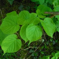 Tilleul à feuilles en cœur, Tilleul des bois, Tilleul à petites feuilles