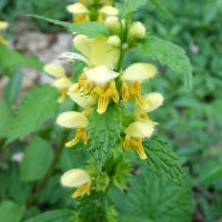 Lamier jaune, Ortie jaune