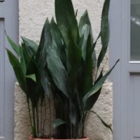 Aspidistre élevée, « Plante en fer forgé », Langue de belle-mère