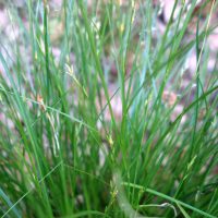 Laîche brize, Carex brize