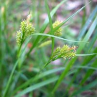 Laîche pâle, Carex pâle