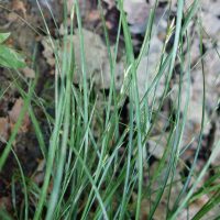 Laîche à épillets espacés, Carex à épillets espacés