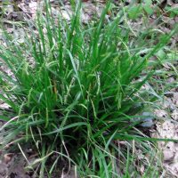 Laîche des forêts, Carex des forêts