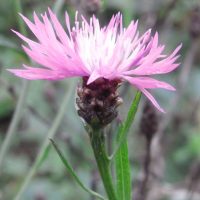 Centaurée jacée, Tête de moineau, Jacée des prés, Ambrette