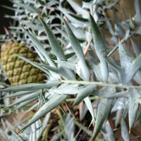 Encephalartos cornu, Cycas bleu du Cap