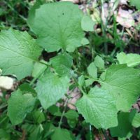 Lampsane commune, Herbe aux mamelles, Grageline, Poule grasse