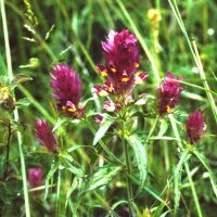 Mélampyre des champs, Rougeotte, Blé de vache, Queue de renard