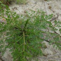 Oenanthe aquatique, Ciguë aquatique, Persil des fous, Fenouil d’eau