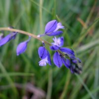 Polygala commun