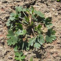 Renoncule scélérate