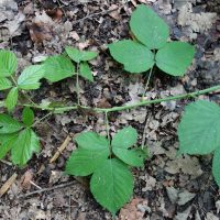 Ronce bleuâtre, Ronce des champs
