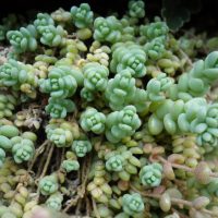 Orpin à feuilles épaisses, Sédum à feuilles épaisses