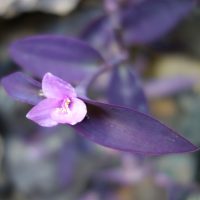 Tradescantie pourpre, Misère pourpre