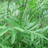 Centaurée scabieuse