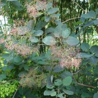Fustet, Arbre à perruque, Fustet des teinturiers, Barbe de Jupiter, Arbre fumée