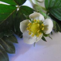 Fraisier musqué, Fraisier Capron