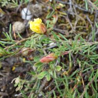 Fumana à tiges retombantes, Fumana vulgaire, Hélianthème nain