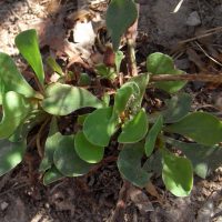 Statice à feuilles de pâquerette