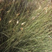 Sparte vivace, Albardine sparthacée, Jonc espagnol, Sennah