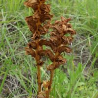 Orobanche grêle, Orobanche à odeur de girofle, Orobanche sanglante