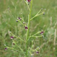 Scrophulaire des chiens, La rue des chiens, Herbe à l’urine rouge