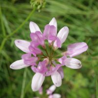 Coronille variée, Coronille bigarrée