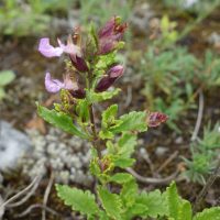 Germandrée petit chêne, Herbe des fièvres