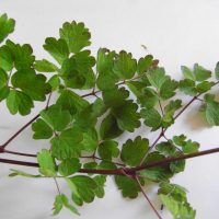 Petit pigamon, Pigamon des dunes