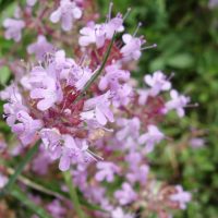 Thym à pilosité variable