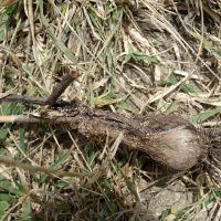 Ail caréné, Ail  pétales carénés