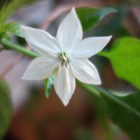 Piment enragé, Piment arbuste