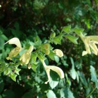 Sauge glutineuse, Ormin gluant