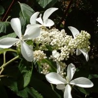 Hydrangea paniculé ‘Great Star Vasterival’