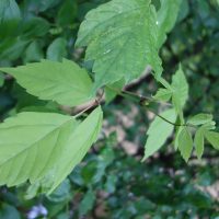 Érable à feuilles de frêne, Érable negundo