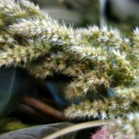 Amarante hybride , Amaranthe à épis verts, Brède pariétaire