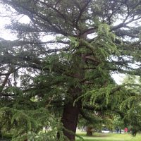 Cèdre de l’Himalaya, Cèdre déodar