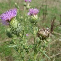 Cirse commun, Cirse lancéolé