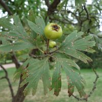 Azerolier, Épine d’Espagne