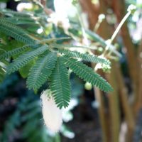 Sensitive pudique, « Touche-me-note »