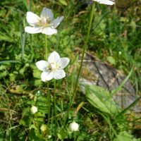 Parnassie des marais