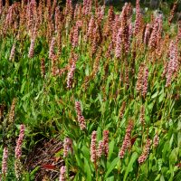 Renouée de l’Himalaya, Bistorte d’Himalaya