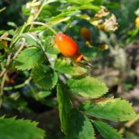 Rosier à grandes feuilles