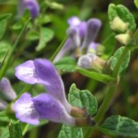 Scutellaire à casque, Grande Toque