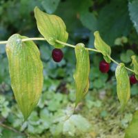 Streptope à feuilles embrassantes, Sceau de Salomon noueux