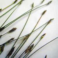 Héléocharis épingle