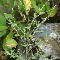 Grémil officinal, Herbe ax perles, Thé d’Europe