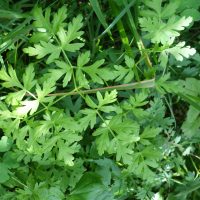 Peucédan des montagnes, Persil des montagnes, Persil des cerfs